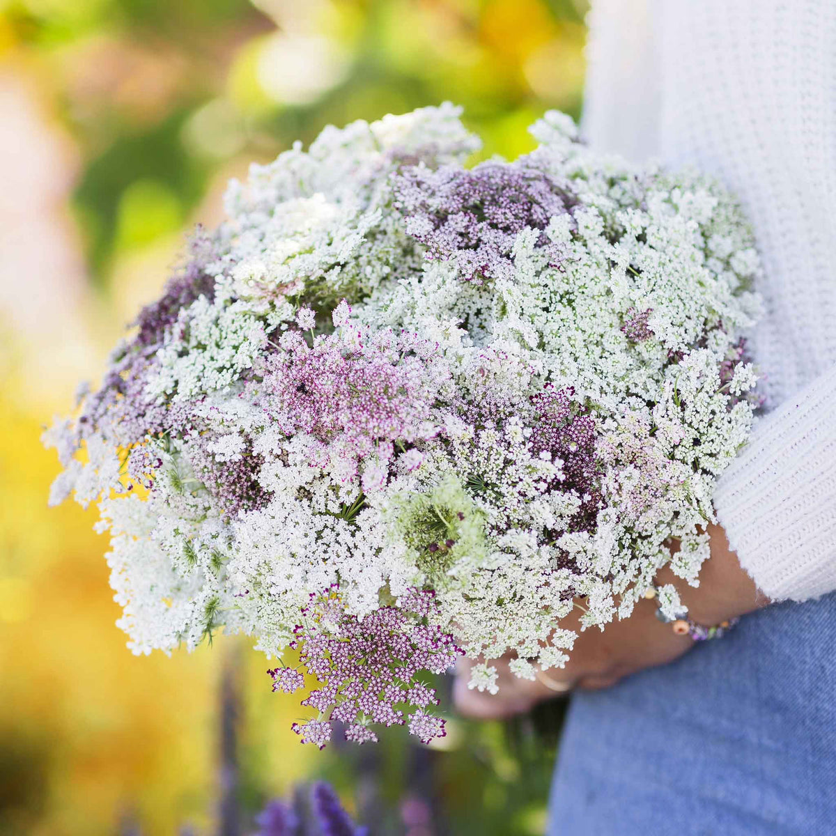 Chocolate Lace Flower Seeds, Open Pollinated, Purple Flower Seeds H135